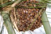 West African Honey Bee - Photo (c) Martin Grimm, some rights reserved (CC BY-NC)