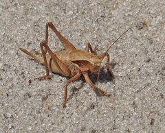 Atlanticus testaceus