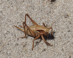 Atlanticus testaceus