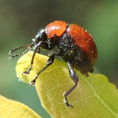 Attelabus nitens