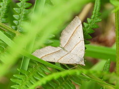 Scotopteryx