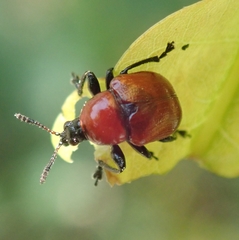 Attelabus nitens