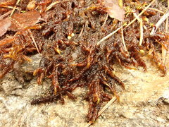 Sarmentypnum exannulatum