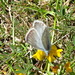Provence Chalkhill Blue - Photo (c) Thomas Koffel, some rights reserved (CC BY), uploaded by Thomas Koffel