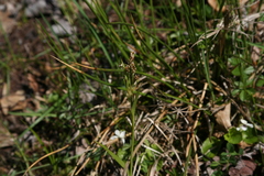 Luzula multiflora