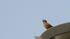 Emberiza sahari
