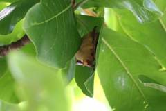 Myotis formosus flavus