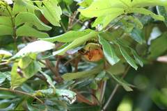 Myotis formosus flavus