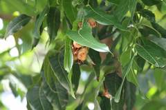 Myotis formosus flavus