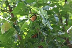 Myotis formosus flavus