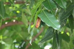 Myotis formosus flavus