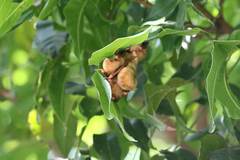 Myotis formosus flavus