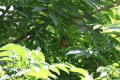 Myotis formosus flavus