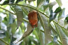 Myotis formosus flavus