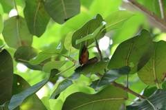 Myotis formosus flavus