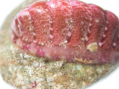 Boreochiton ruber