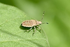 Catorhintha selector