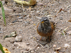 Emberiza sahari