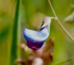Lathyrus angulatus