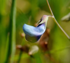 Lathyrus angulatus