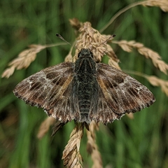 Carcharodina