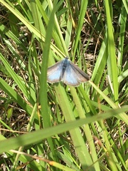 Icaricia icarioides fenderi