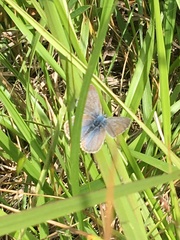Icaricia icarioides fenderi