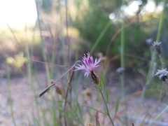 Centaurea aspera stenophylla