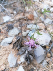 Centaurea aspera stenophylla