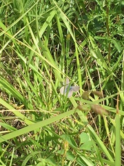 Icaricia icarioides fenderi