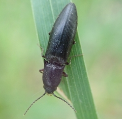 Ectinus aterrimus