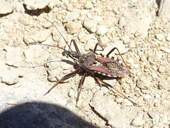 Rhynocoris erythropus