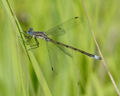 Lestes stultus