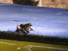 Pelophylax saharicus