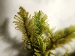 Ctenidium molluscum