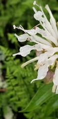 Monarda stipitatoglandulosa