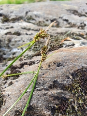 Carex pilulifera