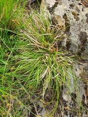 Carex pilulifera