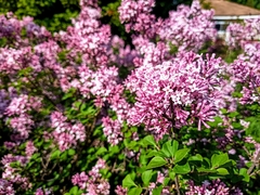 Syringa reticulata