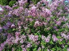 Syringa reticulata