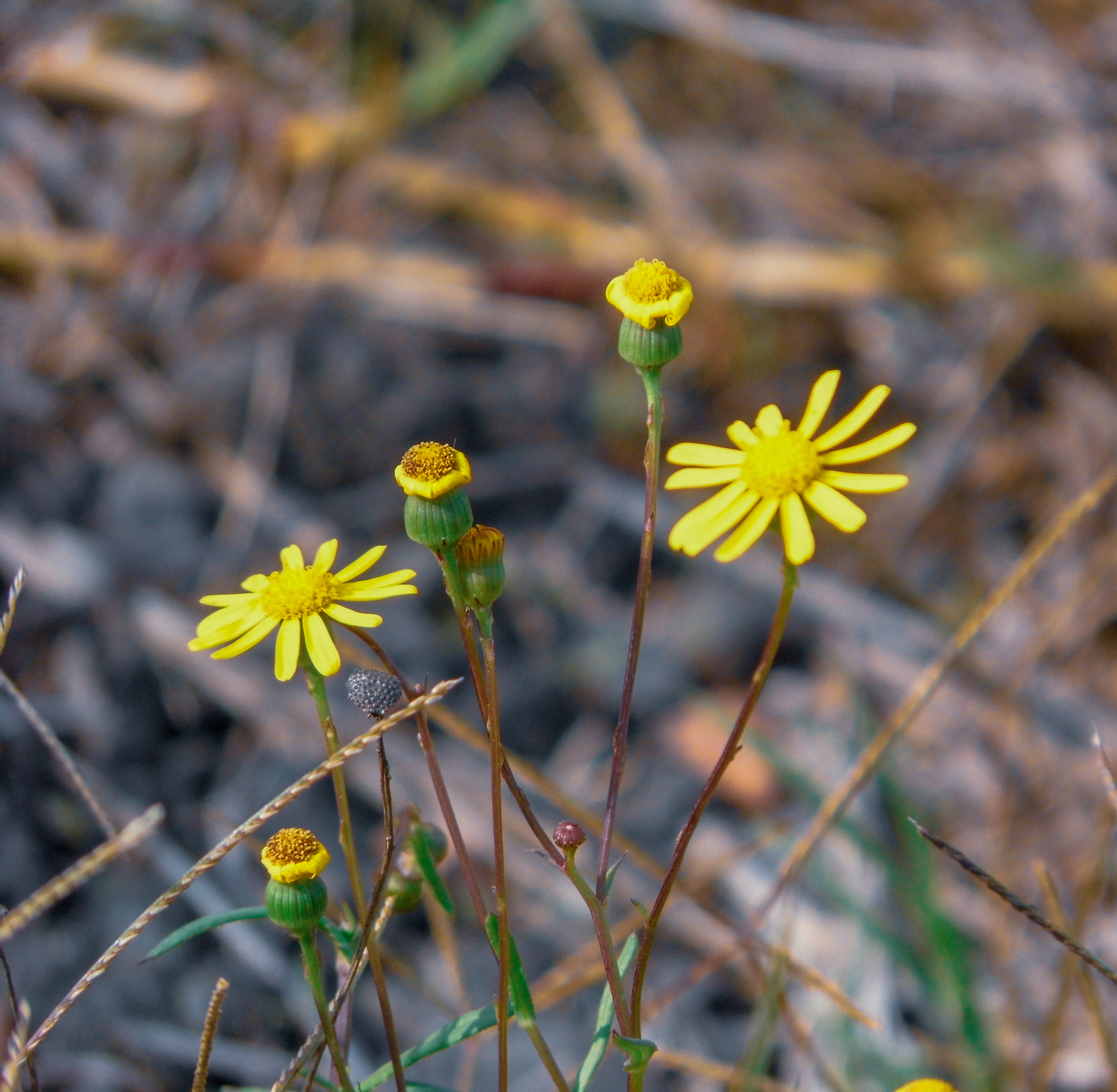 Senecio madagascariensis