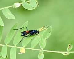 Compsocryptus fasciipennis