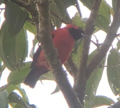 Calochaetes coccineus
