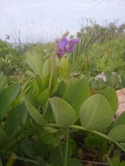 Lathyrus japonicus