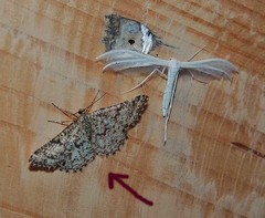 Heliomata glarearia