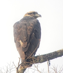 Buteogallus solitarius