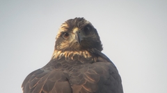 Buteogallus solitarius