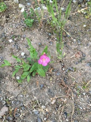 Oenothera rosea