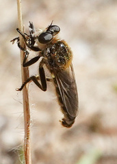 Brachyrhopalinae