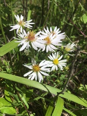 Symphyotrichum hallii